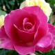 Trandafir teahibrid Caprice de Meilland C5